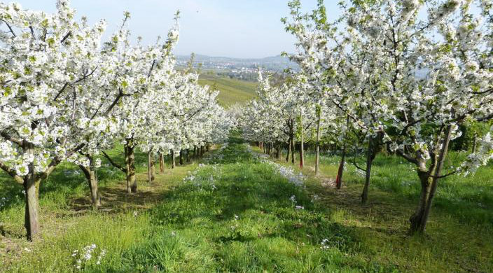 Grove of trees with white blooms